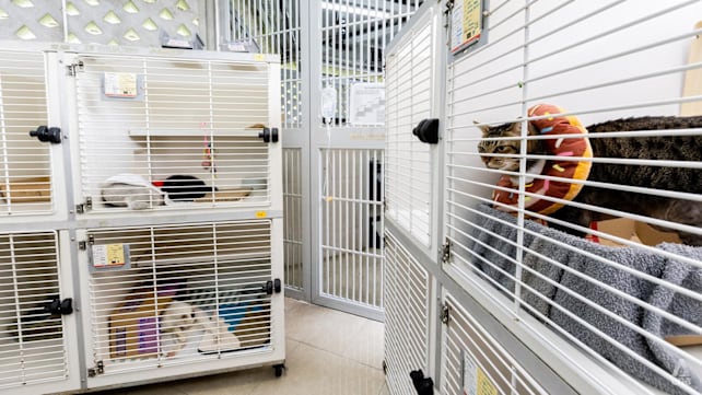 IN FOCUS: Slowing adoption, limited capacity - inside Singapore’s animal rescue groups