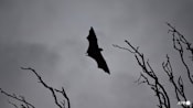 One person dead from Nipah virus in Bangladesh, says WHO